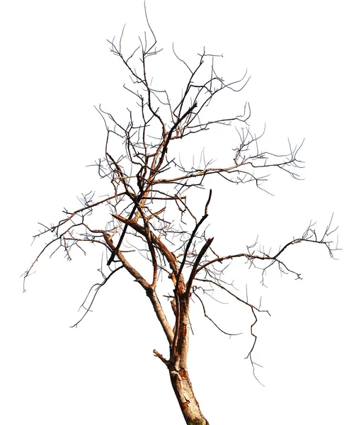 ölü ağaç beyaz bir arka planda yüksek çözünürlükte izole