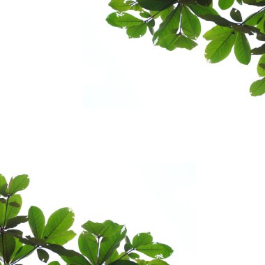 yaprak izole arkaplan