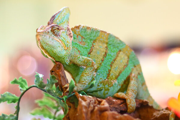 chameleon posing