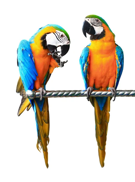 Beautiful Pet Parrot