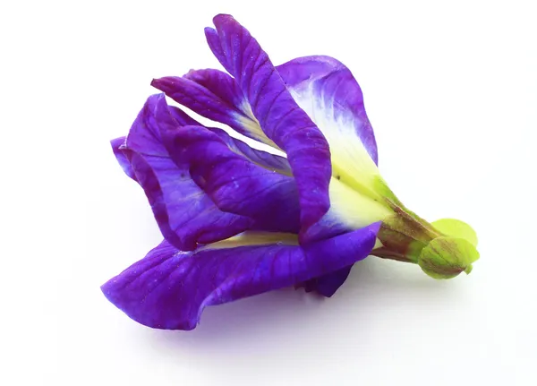 Beyaz arka plan üzerinde izole mavi kelebek bezelye çiçeği