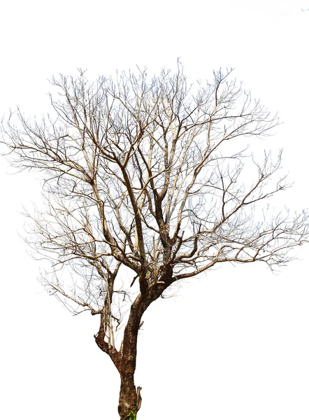 Großer Baum mit frischen grünen Blättern — Stockfoto