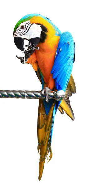 Kolorowy czerwony papuga Ara na białym tle — Zdjęcie stockowe