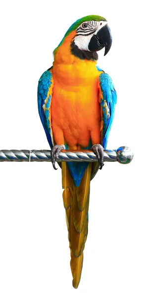 Beyaz arka plan üzerinde izole kırmızı renkli papağan Amerika papağanı