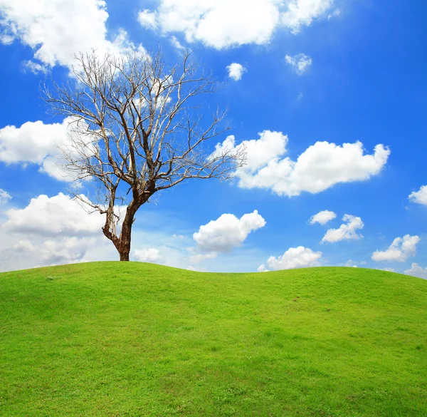 Imagen de campo de hierba verde y cielo azul brillante —  Fotos de Stock