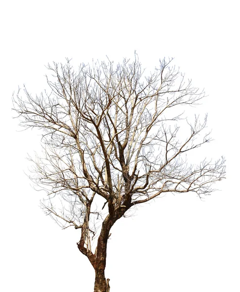 高解像度で白い背景の上のツリー — ストック写真