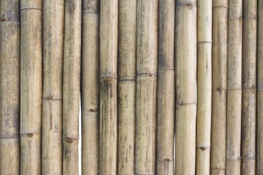 Bambu Arkaplanı
