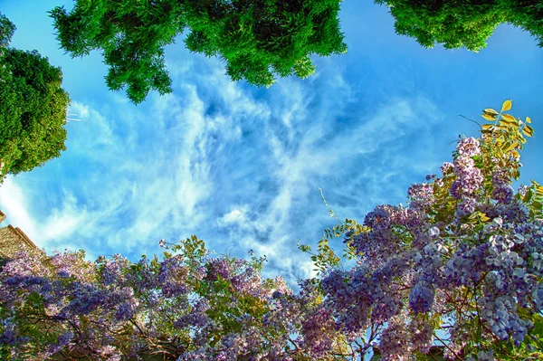 Floración Wisteria contra fondo azul del cielo Imágenes De Stock Sin Royalties Gratis