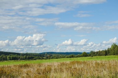 tarla ve mavi gökyüzü