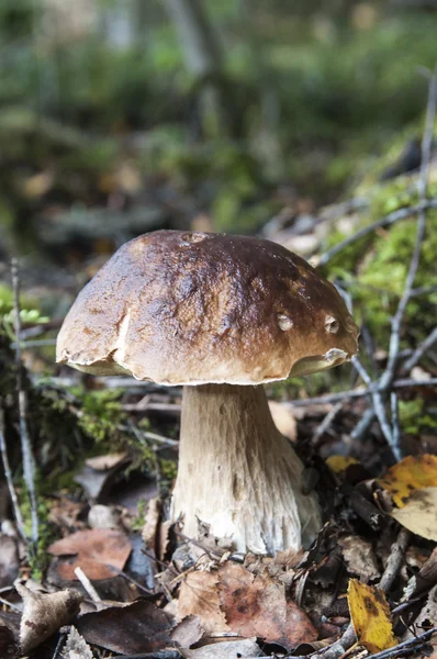 Paddenstoelen — Stockfoto