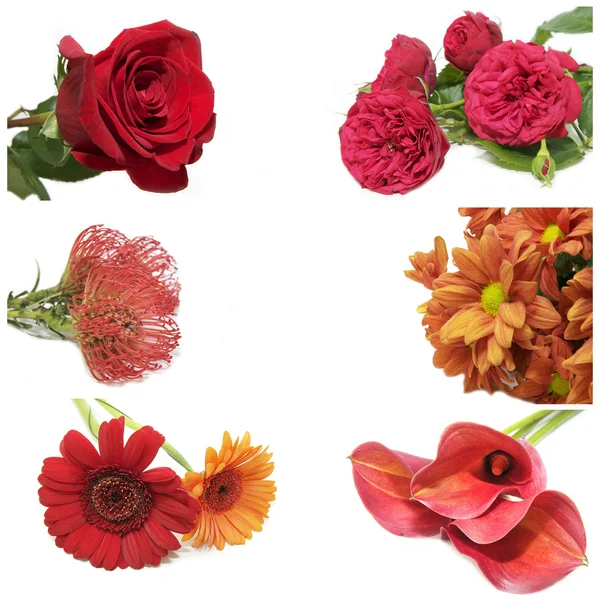 Set photos of flowers — Stock Photo, Image