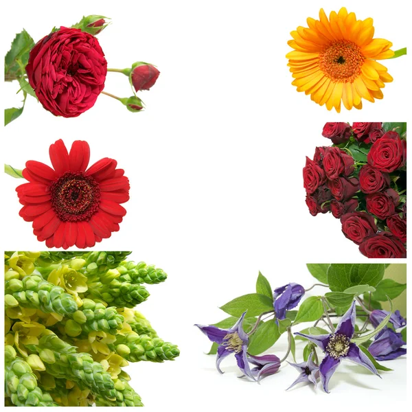 Set photos of flowers — Stock Photo, Image