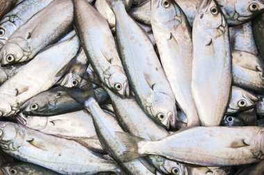 sığ deniz balığı