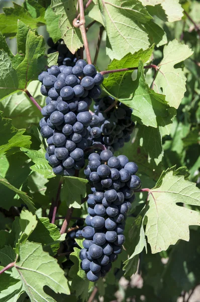 Bando de uvas — Fotografia de Stock