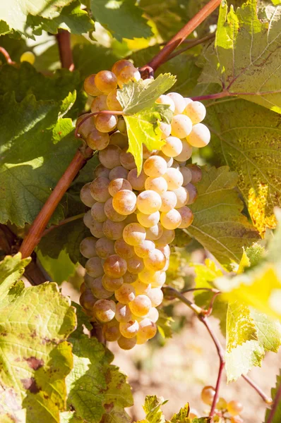 Kawałki winogron — Zdjęcie stockowe