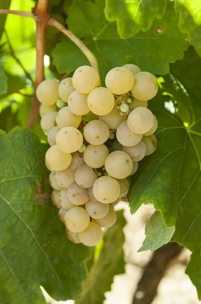 Пучки винограду — стокове фото