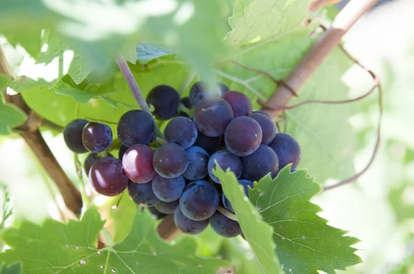 Bunches of grapes — Stock Photo, Image