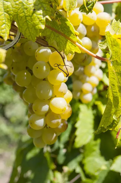 Bando de uvas — Fotografia de Stock