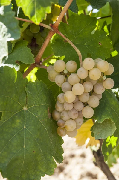 Bando de uvas — Fotografia de Stock