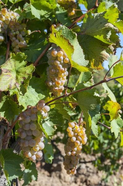 Brosser les raisins mûrs sur des plants solaires — Photo