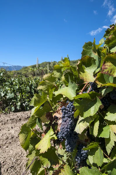 Спелый виноград на солнечных плантациях — стоковое фото