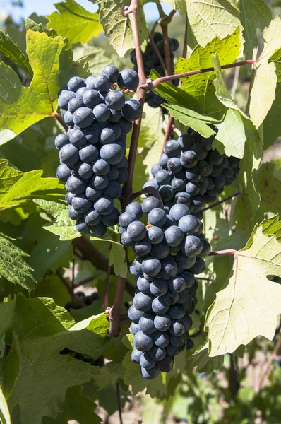 Escove uvas maduras em plantati solar — Fotografia de Stock