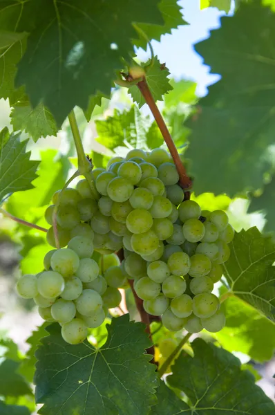 Кисть стиглий виноград на сонячній плантації — стокове фото