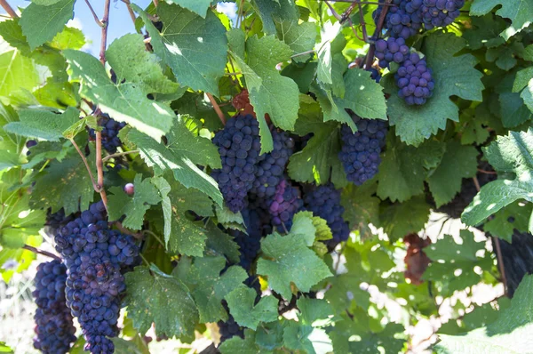 Cepillo de uvas maduras en plantati solar — Foto de Stock