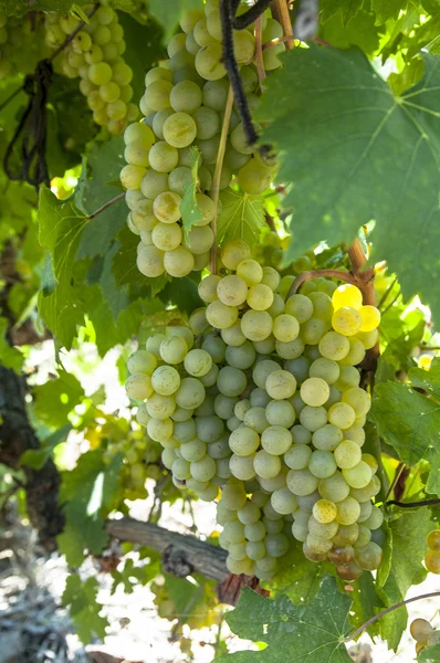 Cepillo de uvas maduras en plantati solar —  Fotos de Stock