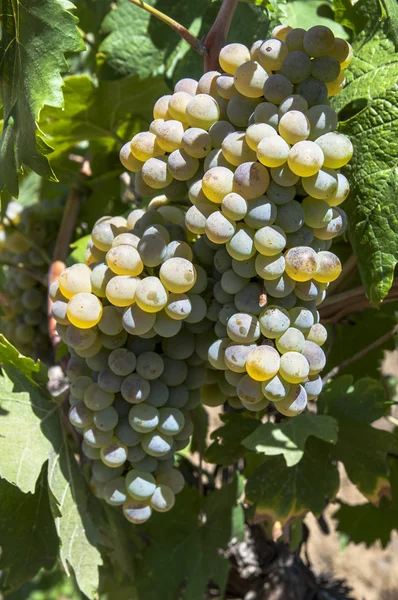 Горсть винограда — стоковое фото