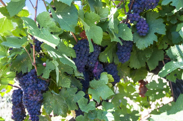 Manojos de uvas — Foto de Stock