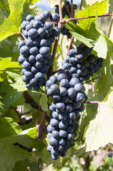 Bando de uvas — Fotografia de Stock