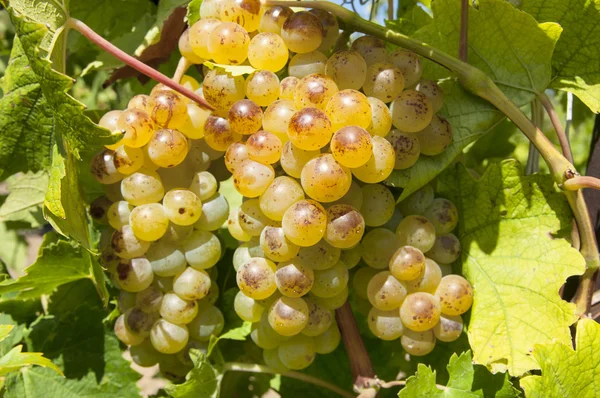 Bando de uvas — Fotografia de Stock