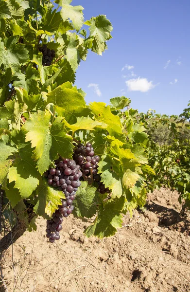 Bunches of grapes — Stock Photo, Image