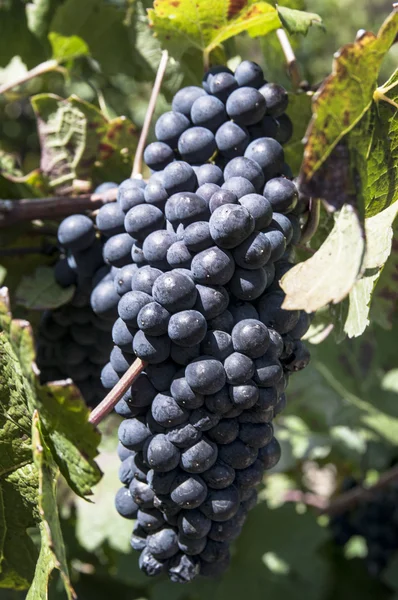 Bando de uvas — Fotografia de Stock