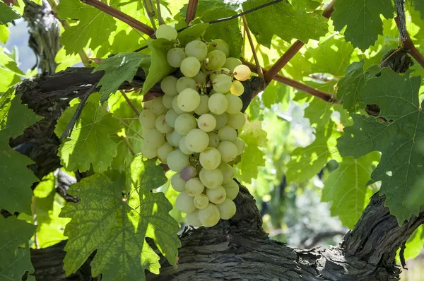 Bunches of grapes — Stock Photo, Image