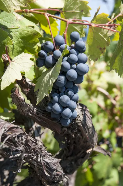 Bando de uvas — Fotografia de Stock