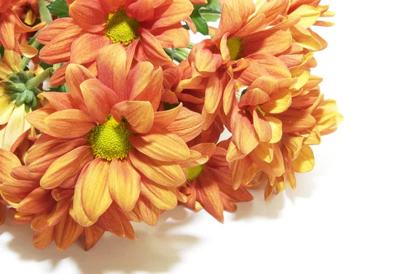 Flowers — Stock Photo, Image