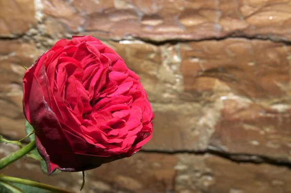 Roze bloem tegen een bakstenen muur — Stockfoto