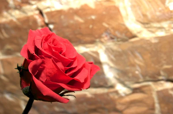 Roze bloem tegen een bakstenen muur — Stockfoto