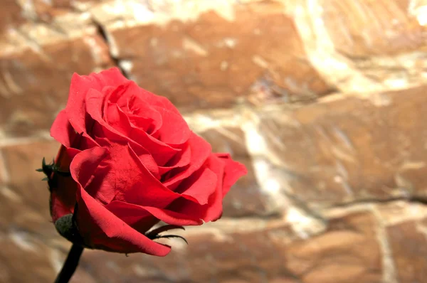 Rosa flor contra uma parede de tijolo Imagem De Stock