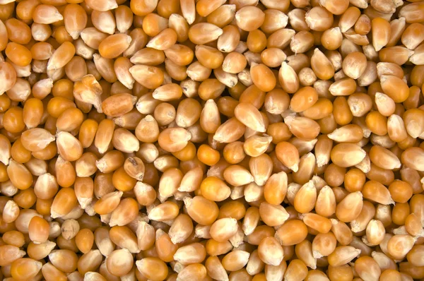 Sementes de milho para cozinhar pipocas — Fotografia de Stock