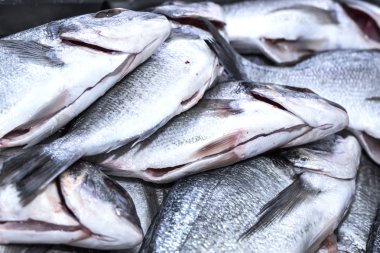 sığ deniz balığı