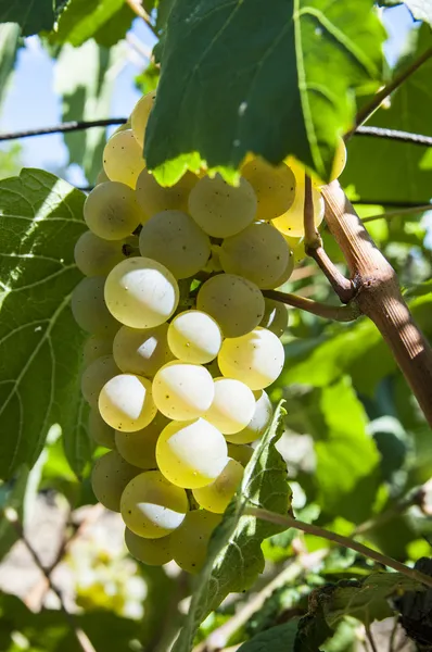 Escovar uvas maduras — Fotografia de Stock