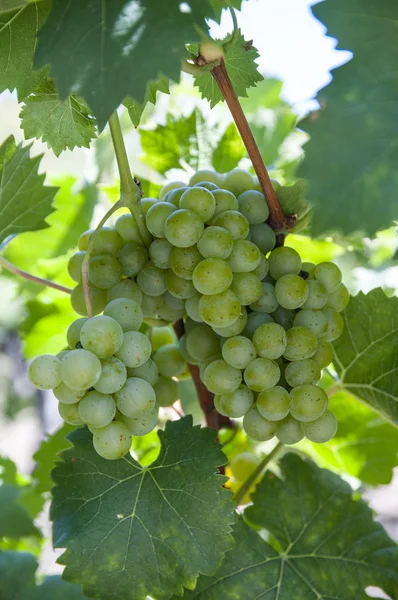 Cepillo de uvas maduras —  Fotos de Stock