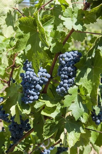 Camarões azuis de uvas — Fotografia de Stock