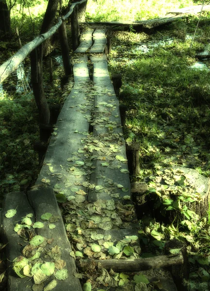 Brug in een bos. — Stockfoto