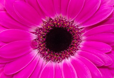 pembe gerbera