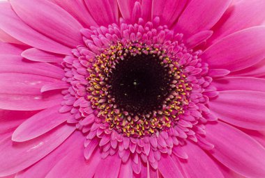 pembe gerbera
