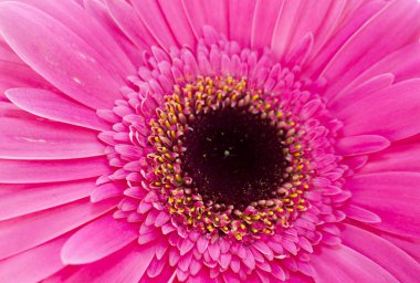 Gerbera